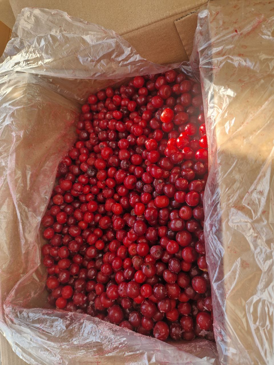 Вишня с косточкой Киргизия — изображение 4