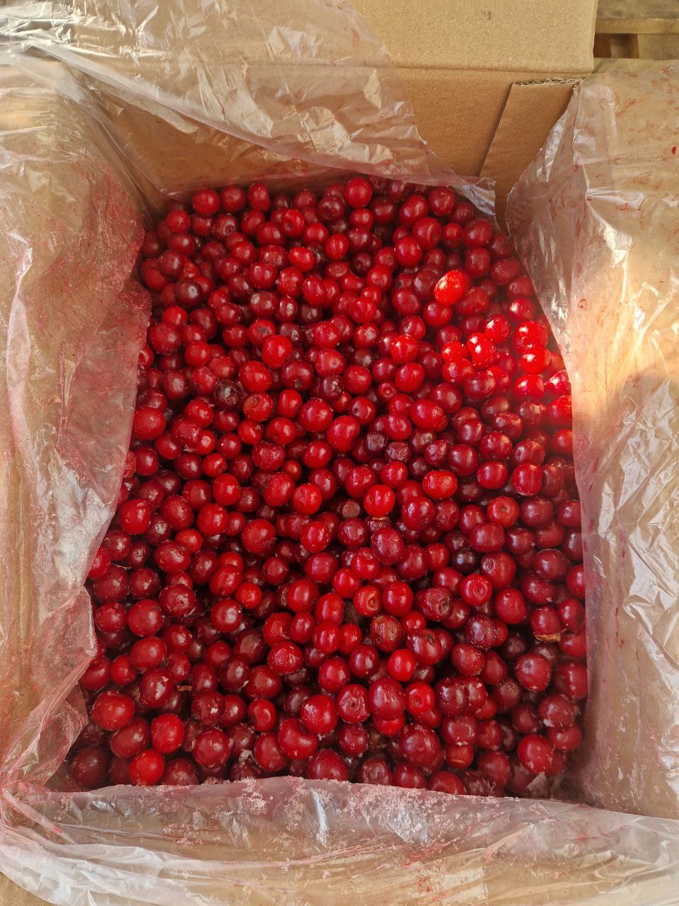 Вишня с косточкой Киргизия — изображение 3