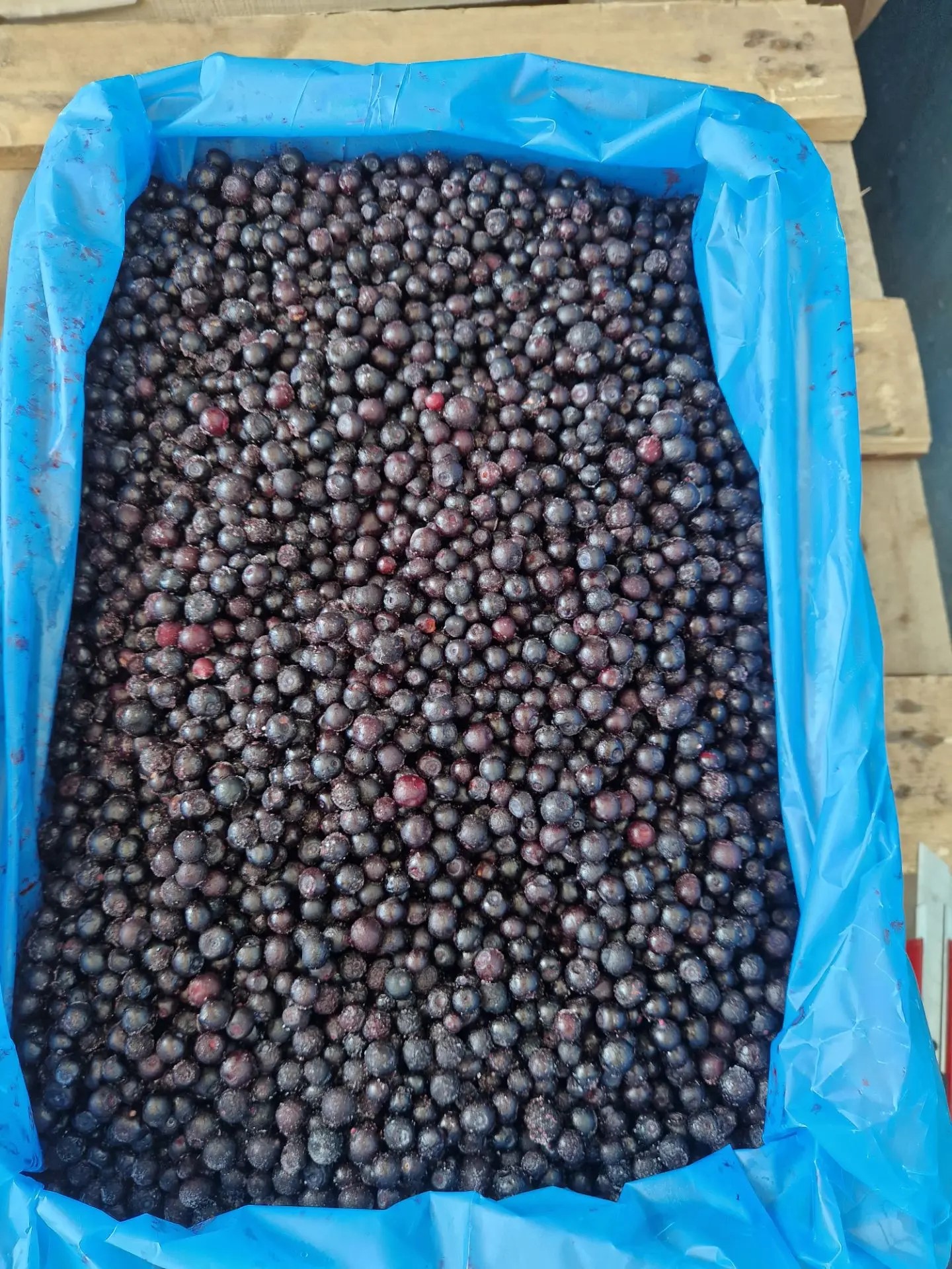 Черника дикая